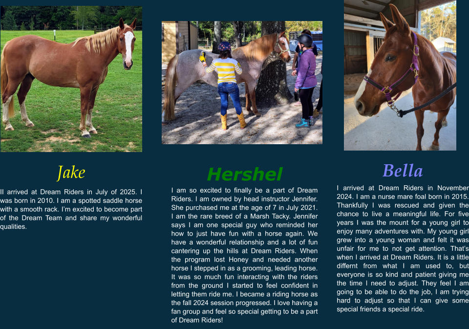 Jake II arrived at Dream Riders in July of 2025. I was born in 2010. I am a spotted saddle horse with a smooth rack. I’m excited to become part of the Dream Team and share my wonderful qualities.  Bella I arrived at Dream Riders in November 2024. I am a nurse mare foal born in 2015. Thankfully I was rescued and given the chance to live a meaningful life. For five years I was the mount for a young girl to enjoy many adventures with. My young girl grew into a young woman and felt it was unfair for me to not get attention. That’s when I arrived at Dream Riders. It is a little differnt from what I am used to, but everyone is so kind and patient giving me the time I need to adjust. They feel I am going to be able to do the job, I am trying hard to adjust so that I can give some special friends a special ride. Hershel I am so excited to finally be a part of Dream Riders. I am owned by head instructor Jennifer. She purchased me at the age of 7 in July 2021. I am the rare breed of a Marsh Tacky. Jennifer says I am one special guy who reminded her how to just have fun with a horse again. We have a wonderful relationship and a lot of fun cantering up the hills at Dream Riders. When the program lost Honey and needed another horse I stepped in as a grooming, leading horse. It was so much fun interacting with the riders from the ground I started to feel confident in letting them ride me. I became a riding horse as the fall 2024 session progressed. I love having a fan group and feel so special getting to be a part of Dream Riders!