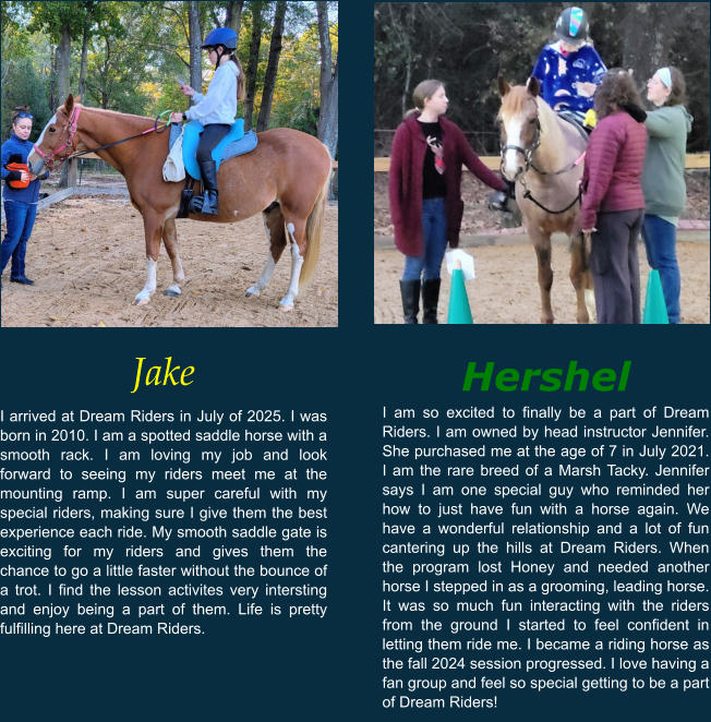 Jake I arrived at Dream Riders in July of 2025. I was born in 2010. I am a spotted saddle horse with a smooth rack. I am loving my job and look forward to seeing my riders meet me at the mounting ramp. I am super careful with my special riders, making sure I give them the best experience each ride. My smooth saddle gate is exciting for my riders and gives them the chance to go a little faster without the bounce of a trot. I find the lesson activites very intersting and enjoy being a part of them. Life is pretty fulfilling here at Dream Riders.   Hershel I am so excited to finally be a part of Dream Riders. I am owned by head instructor Jennifer. She purchased me at the age of 7 in July 2021. I am the rare breed of a Marsh Tacky. Jennifer says I am one special guy who reminded her how to just have fun with a horse again. We have a wonderful relationship and a lot of fun cantering up the hills at Dream Riders. When the program lost Honey and needed another horse I stepped in as a grooming, leading horse. It was so much fun interacting with the riders from the ground I started to feel confident in letting them ride me. I became a riding horse as the fall 2024 session progressed. I love having a fan group and feel so special getting to be a part of Dream Riders!